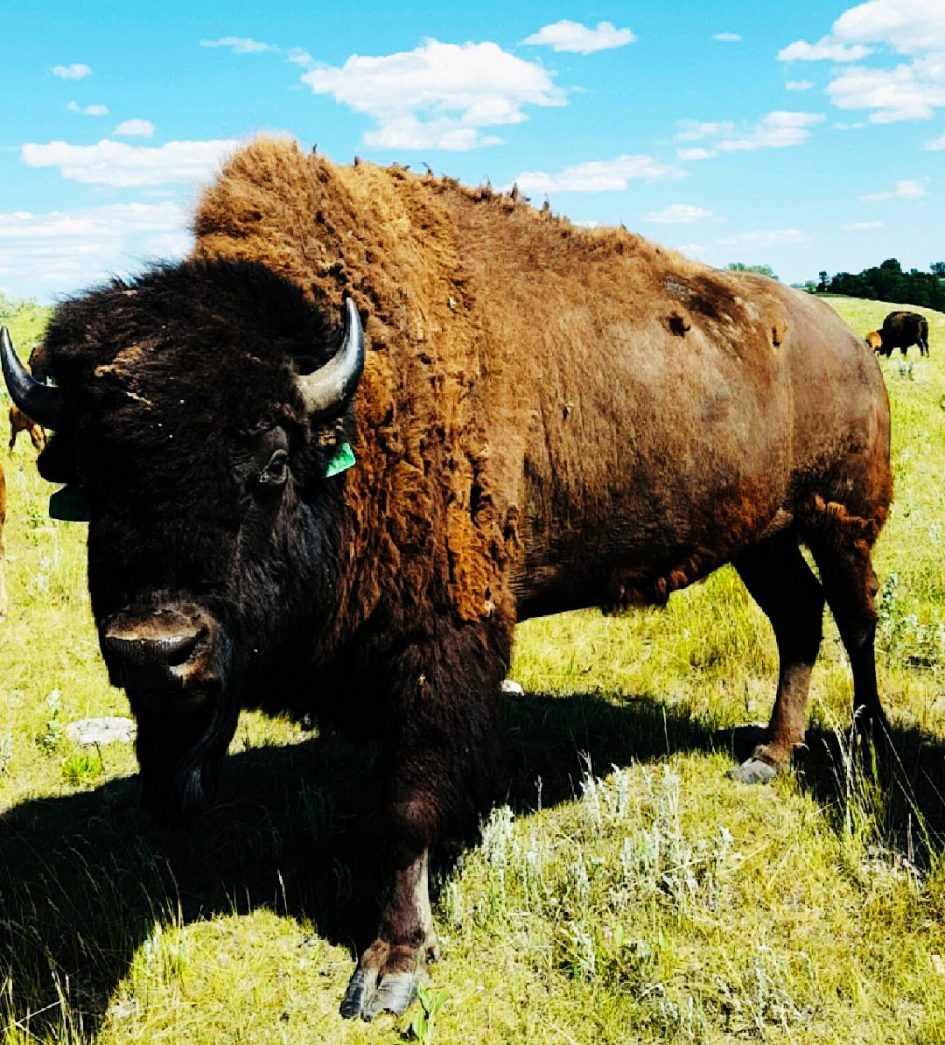 Bison Bull Bent Iron Bison Buffalo Coulee Ranch