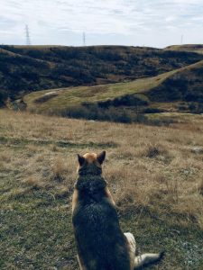 The Pasture with Maggie at Buffalo Coulee Ranch