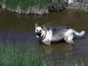 Gorgeous spring day for a hike. Maggie taking a drink in the cold creek water