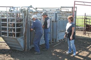 The Day of Sorting 2018 chute work with Gramps, Darren and CL