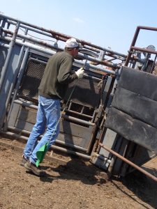 The day of sorting in 2018 running the gates is Mr. Beckman