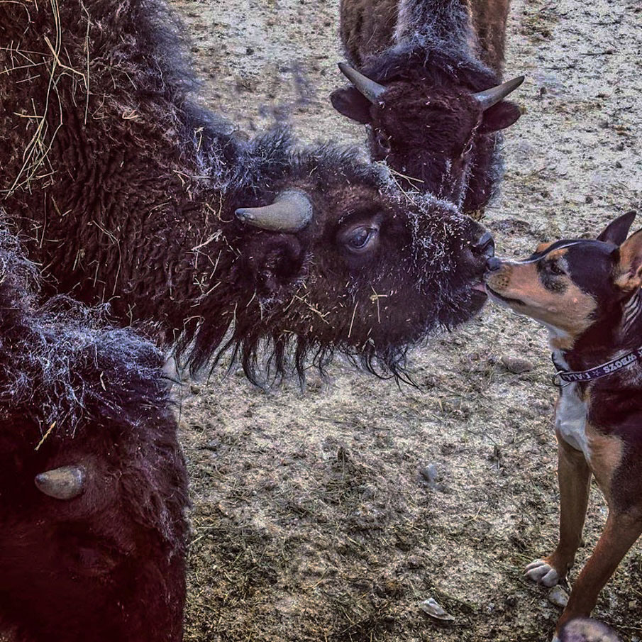 BISON CALVES AND DOG