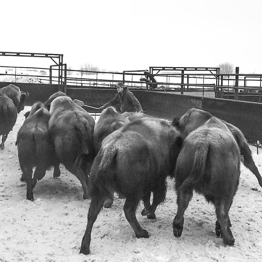 SORTING BISON