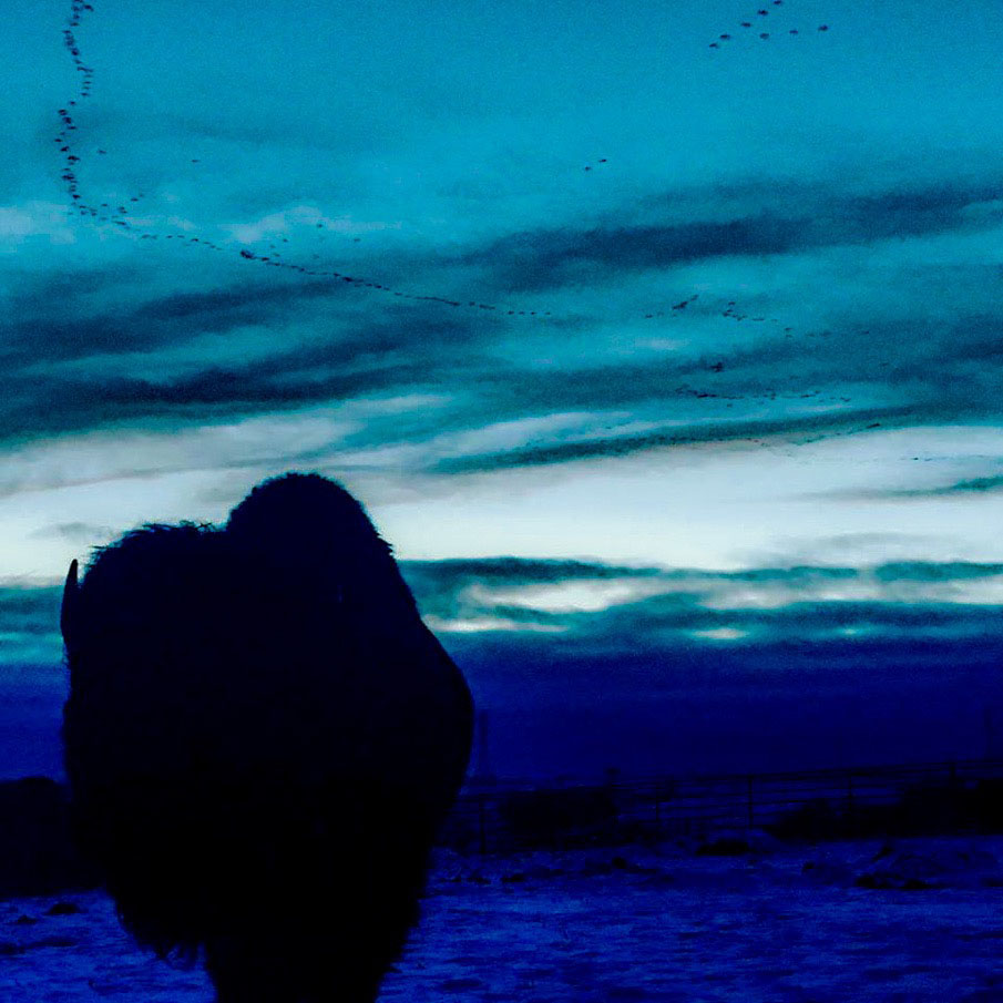 BISON BULL AT DUSK