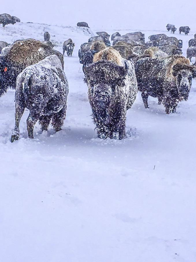 BISON IN SNOW