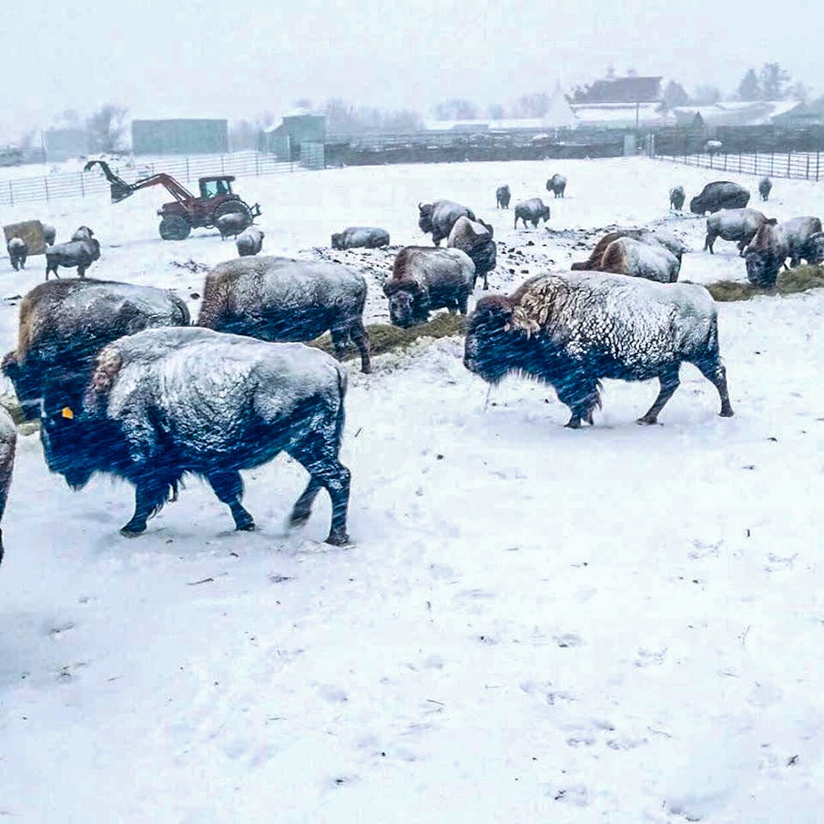 BISON HERD