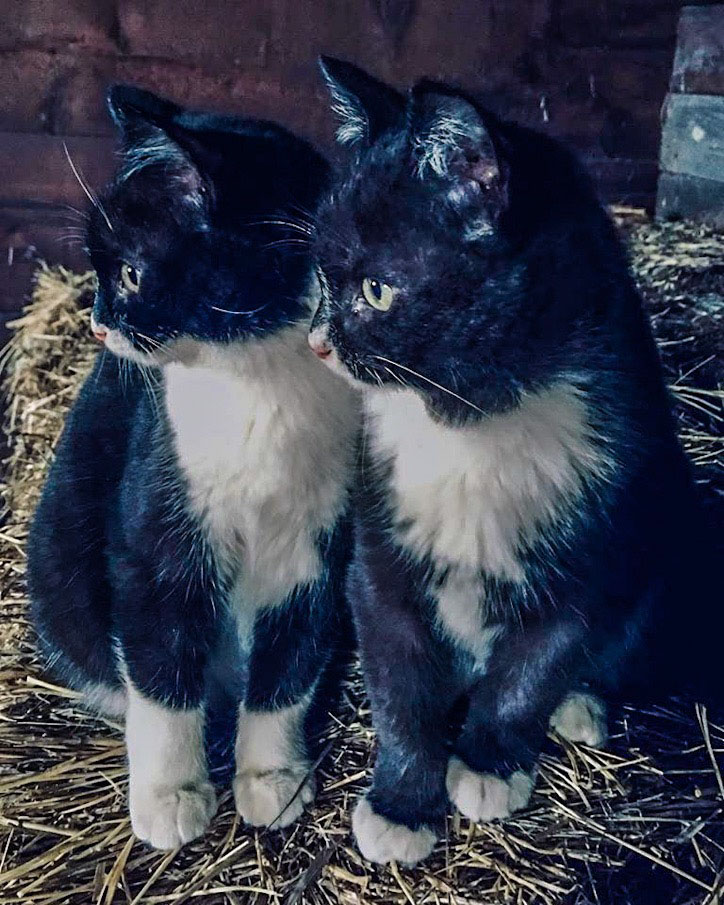 BARN KITTIES