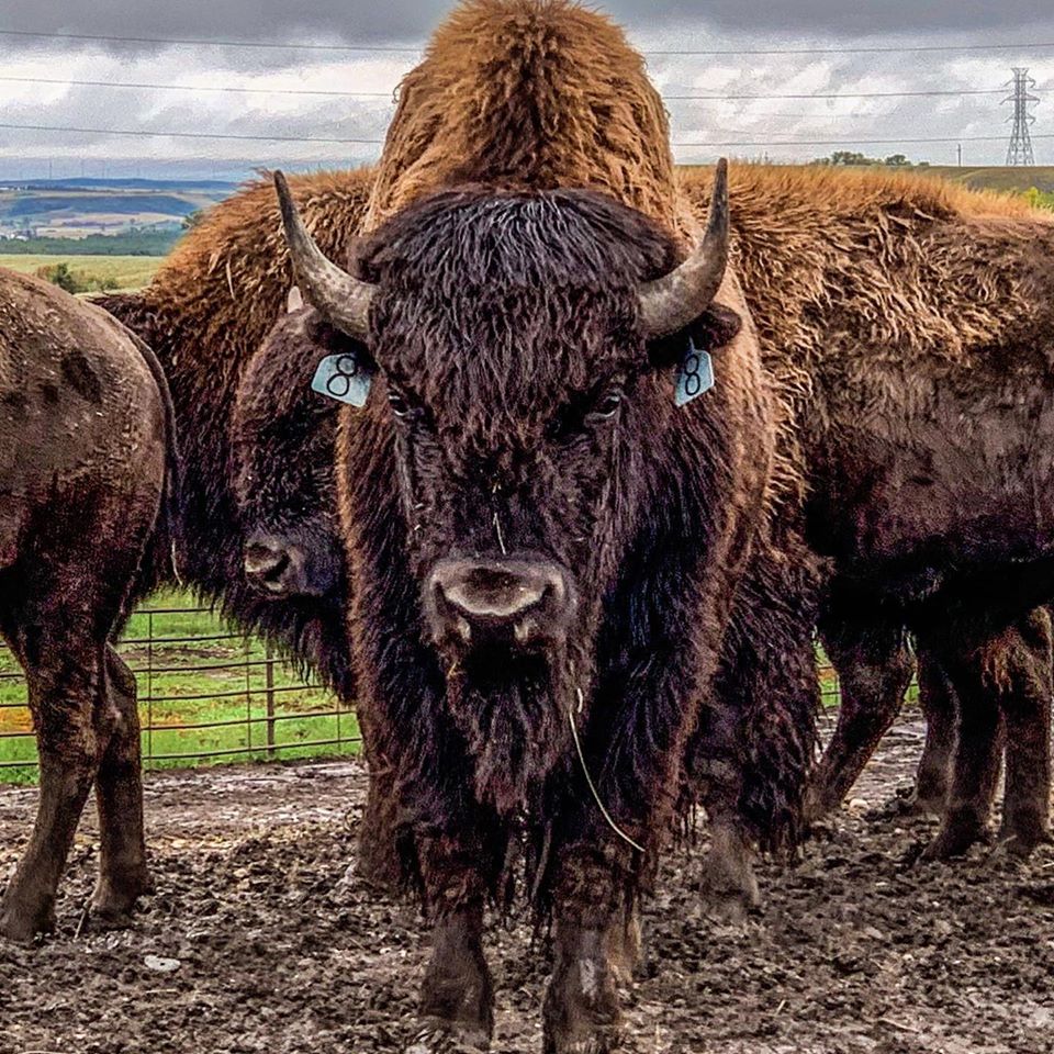 YEARLING BULL