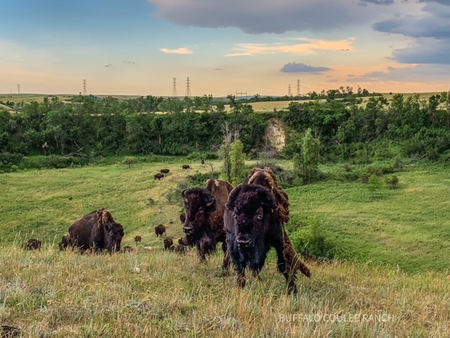 BISON ON HILL