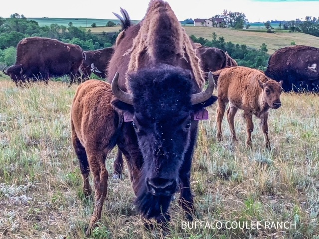 BISON CALVES