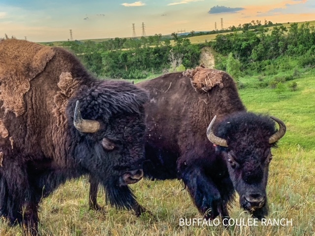 SAMSON AND BETSY BISON