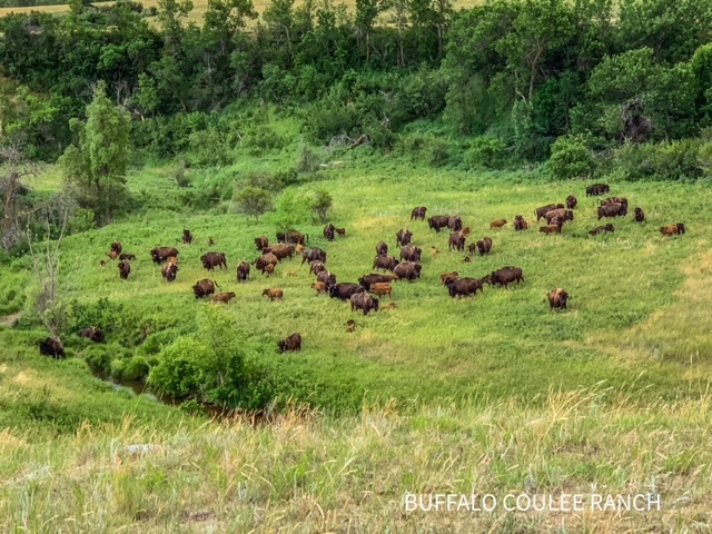 BISON HERD