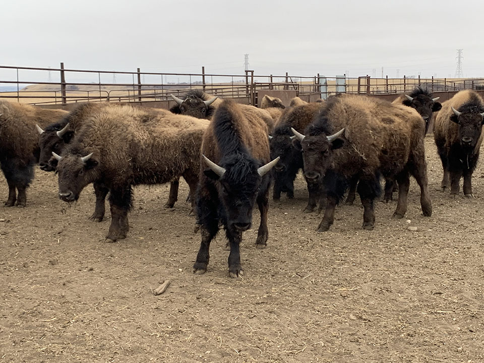 bison calves