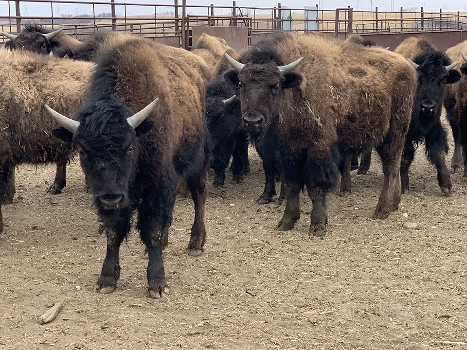 bison calves