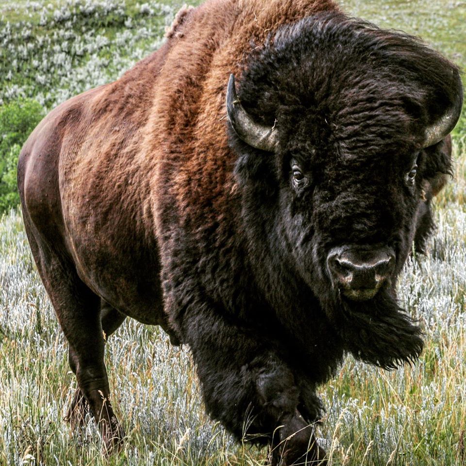 HERD BISON BULL