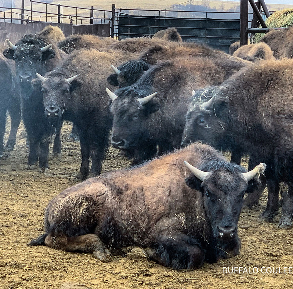 bison calves